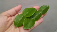 Tips Menyimpan Daun Jeruk agar Tetap Awet dan Segar Berbulan-Bulan, Cuma 2 Langkah