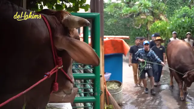 Sapi Kurban Jumbo Golden dan Wariso Bertemu