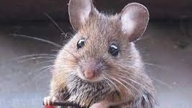 Tikus