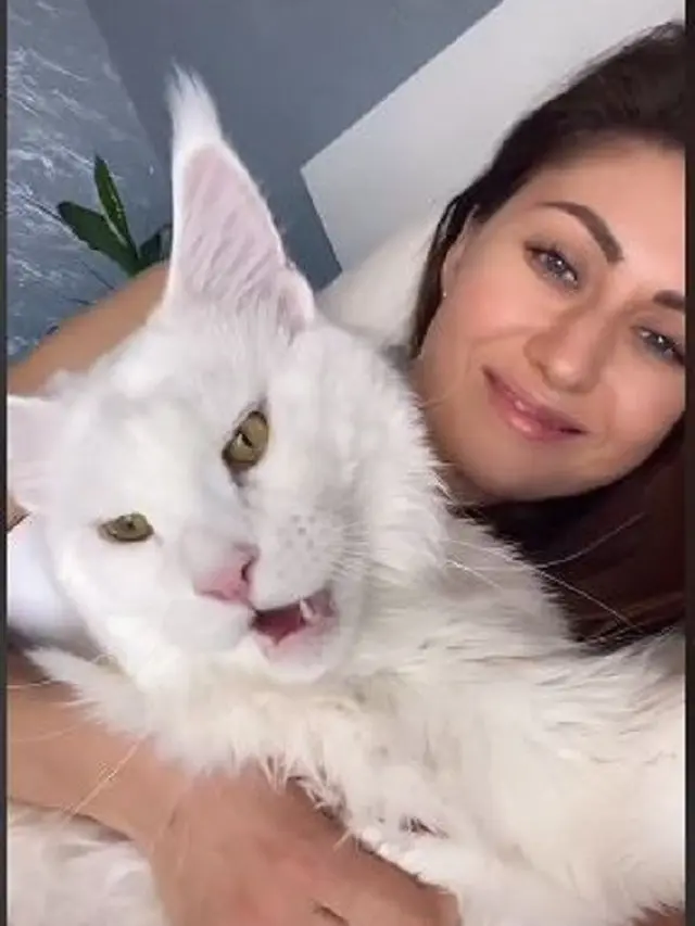 Sering Dikira Anjing, Ini 6 Potret 'Kefir' Kucing Ukuran Besar di Rusia