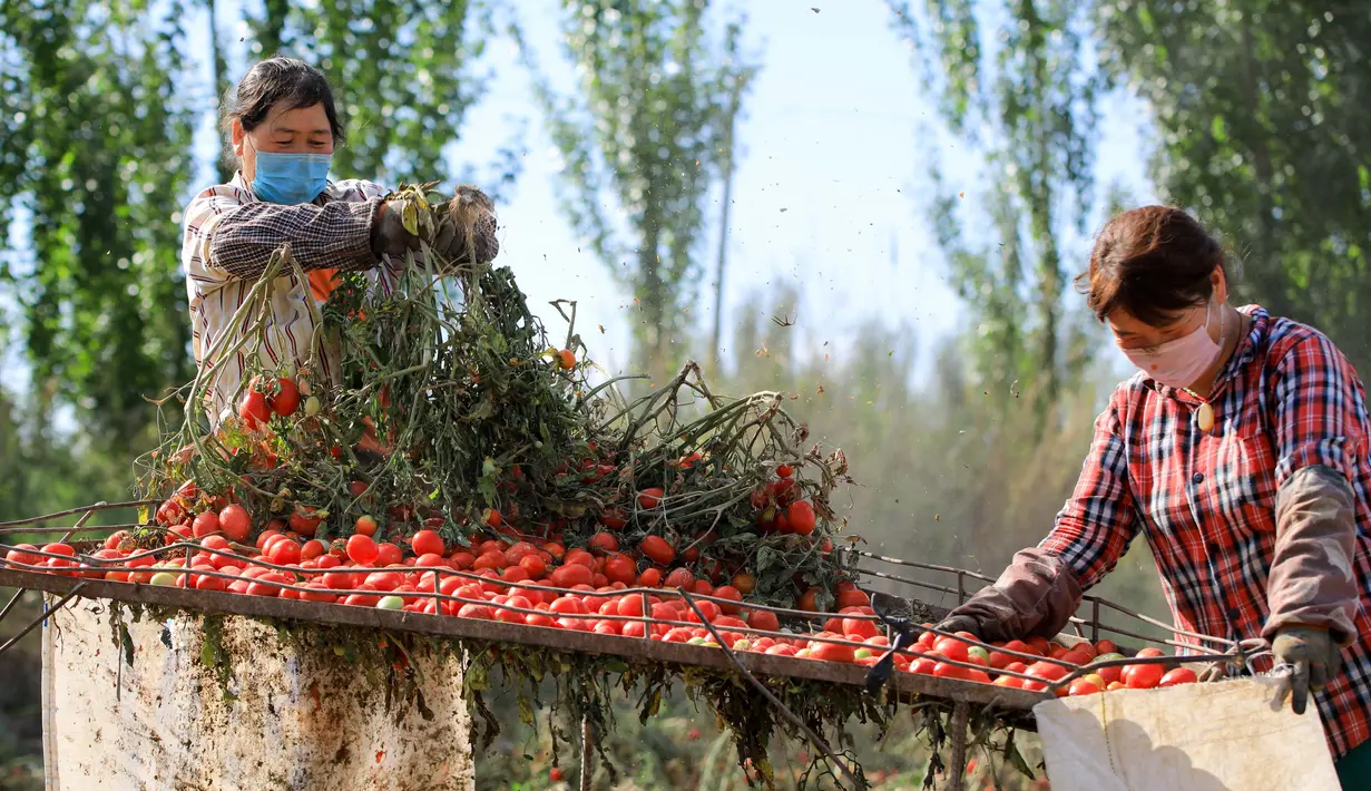 Sejumlah petani memanen tomat di wilayah Bohu, Daerah Otonom Uighur Xinjiang, China, 5 Agustus 2020. Saat ini, lebih dari 1.000 hektare tomat di wilayah Bohu telah memasuki musim panen dan akan diproses lebih lanjut. (Xinhua/Nian Lei)