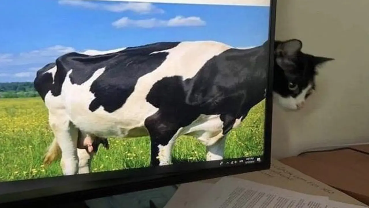 Jangan Terkecoh, 8 Foto Ini Bisa Menipu Matamu