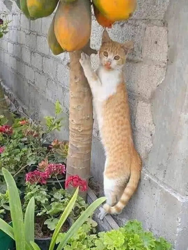 7 Potret Kelakuan Kocak Kucing 'Oren' Ini Bikin Ngakak