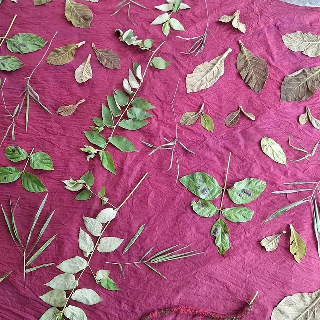 Cara Membuat Batik Ecoprint