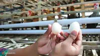 Tukang Jamu pun Pakai Telur Ayam Arab, Bukan Telur Ayam Kampung
