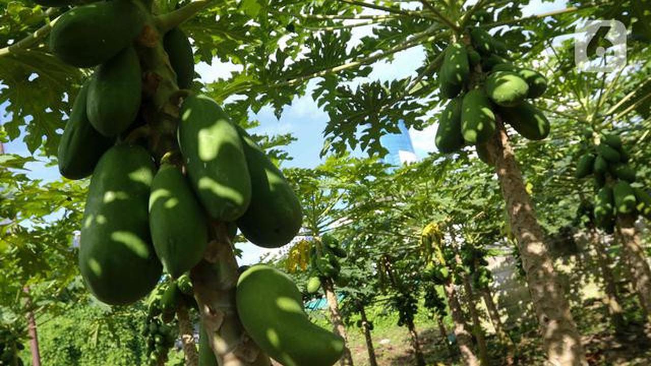 Pohon Buah untuk Rumah Cluster dengan Lahan Terbatas, Pilihan untuk yang Hobi Berkebun