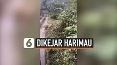 vertical dikejar harimau