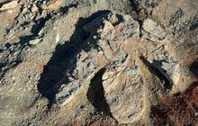 Ilmuwan Temukan Jejak Kaki Dinosaurus Berusia 70 Juta Tahun, Hidup, Ukurannya Hampir 1 Meter
