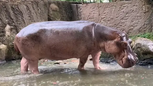 Wisata Pekanbaru Kebun Binatang Sang Kulim