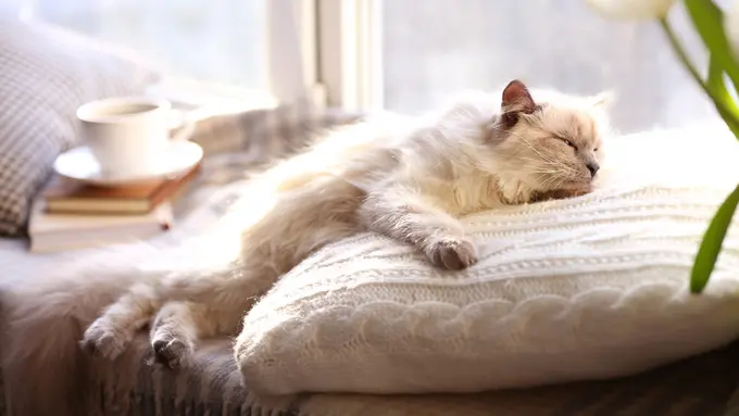 Cegah Kegemukan dengan 5 Cara Positif Bikin Kucing Malasmu Jadi Lebih Aktif