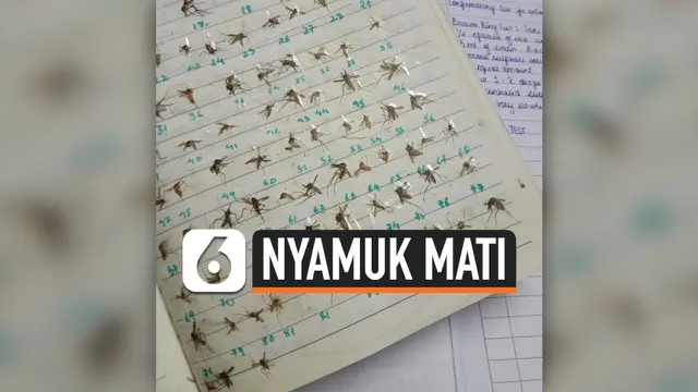 THUMBNAIL NYAMUK