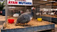 8 Jenis Ayam Hias yang Paling Laku Keras di Pasar, Cocok untuk Usaha bagi Pemula