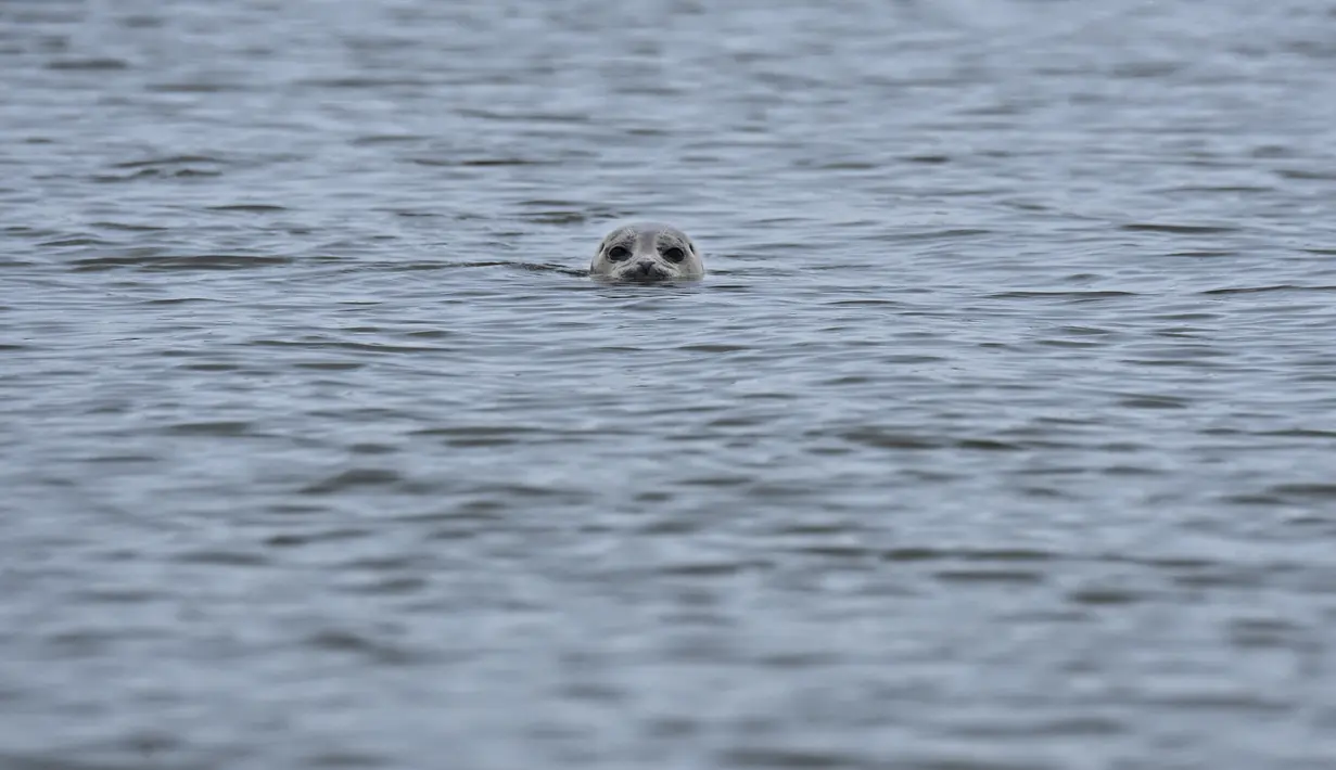 Dalam beberapa tahun terakhir, menemukan anjing laut saat berjalan-jalan di pantai Belgia bukan lagi peristiwa yang luar biasa. (John THYS / AFP)