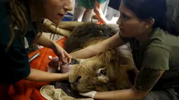 Petugas medis memegangi Samuni, singa delapan tahun saat akan menjalani pembedahan pengangkatan tumor dari perutnya di Ramat Gan Safari Zoo, Tel Aviv, Israel, Rabu (29/7/2015). (REUTERS/Baz Ratner)