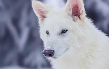 Selain Dire Wolf, Ini 5 Hewan Purba yang Pernah Dihidupkan Kembali