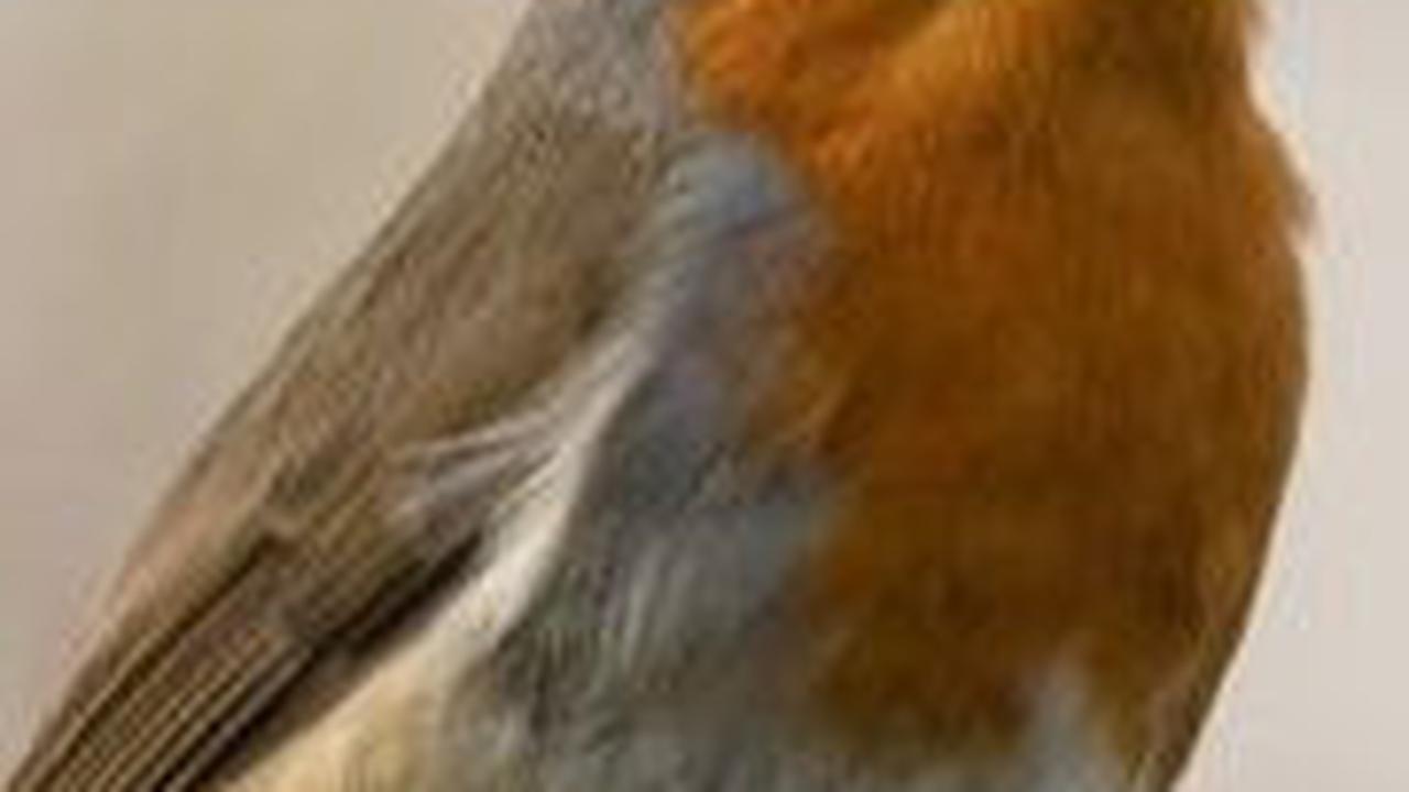 4. Burung Robin Amerika<br>