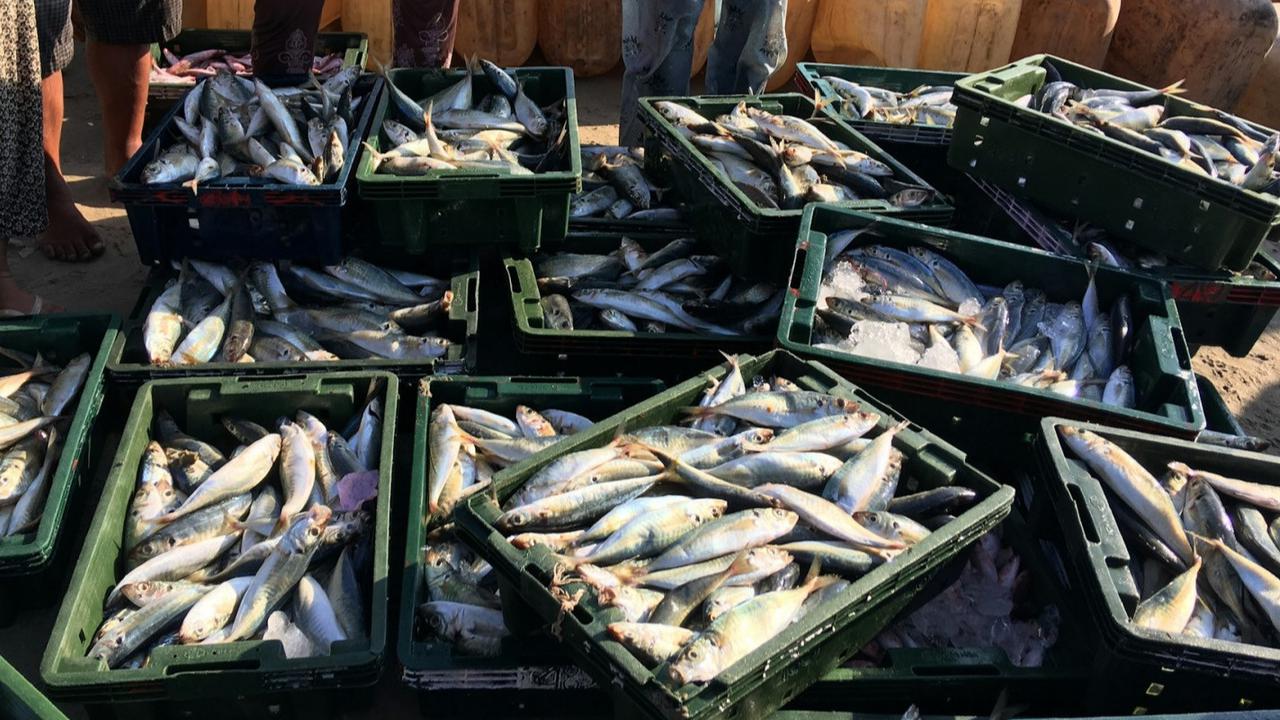 Dibanding Diolah Jadi Susu, Ikan Dianggap Lebih Baik Dijadikan Lauk