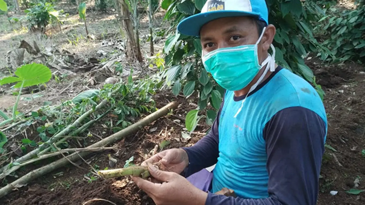 Pekebun Lampung Timur Tetap Konsisten Produksi Lada di Tengah Pandemi