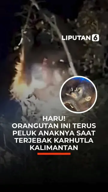 Haru! Orangutan Terus Dipeluk Anaknya saat Terjebak Karhutla Kalimantan