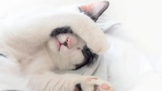 Dari Siaga sampai Santai Maksimal, Yuk Ketahui Suasana Hati Si Kucing dari Posisi Tidur