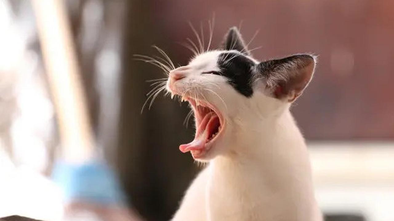 Cara Mengusir Kucing Liar Agar Tak Kembali Lagi Tanpa Menimbulkan Stres atau Rasa Takut pada Hewan Tersebut