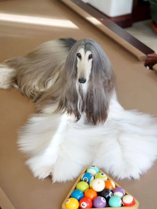 Anjing dengan harga perawatan yang fantastis (bored Panda)