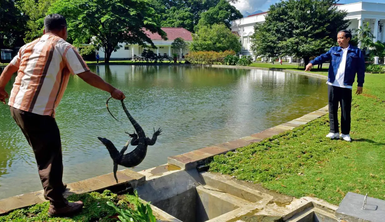 Presiden Jokowi saat memerintahkan perawat kolam untuk segera membebaskan biawak dan melemparkannya ke dalam kolam, Bogor, Minggu, (2/1). (Setpres-Agus Suparto)