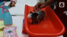 Dokter hewan mengecek kesehatan sebelum menyuntikan vaksin rabies saat kegiatan Pet Exhibition  di Pesona Square, Depok, Jawa Barat, Minggu (12/06/20222). Kegiatan yang diselenggarakan  Pesona Square  kolaborasi dengan  Pet Care Medical. ini memberikan pelayanan kesehatan hewan peliharaan secara gratis. (merdeka.com/Arie Basuki)