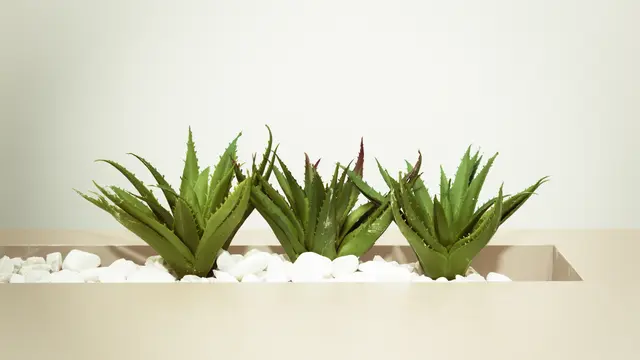 Salah satu ilustrasi aloe vera, lidah buaya.