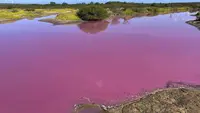 Foto yang diambil pada 8 November 2023 ini disediakan oleh Leslie Diamond menunjukkan telaga di Suaka Margasatwa Nasional Kealia Pond di Maui, Hawaii, berubah warna menjadi merah muda pada 30 Oktober 2023. (Leslie Diamond via AP)