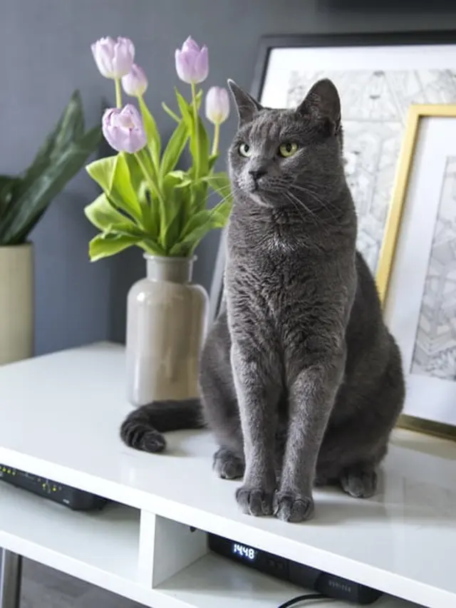 Arti Mimpi Melihat Kucing Hitam