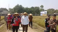 Wamentan Optimistis Kondisi Pertanian Karawang Aman di Tengah El Nino
