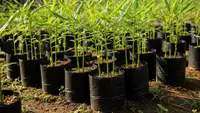 6 Langkah Cara Panen Jahe Bertahap Tanpa Bongkar Semua, Bisa Panen Berkali-kali