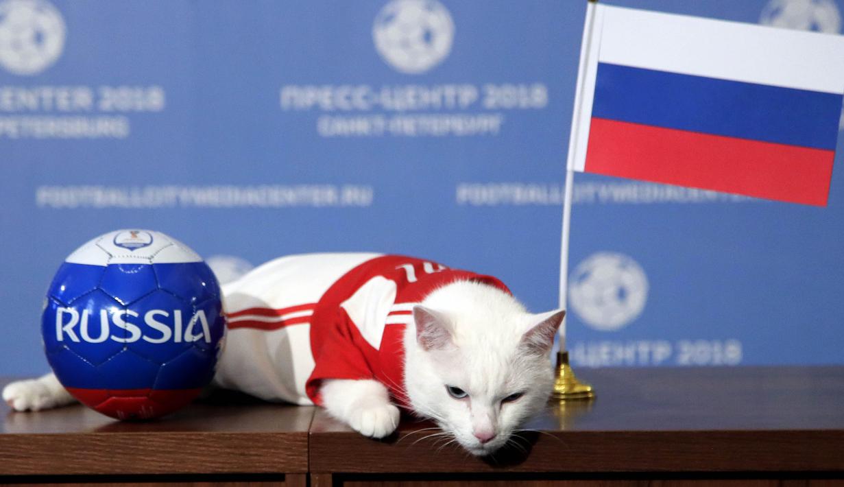 Kucing bernama Achilles memilih bendera Rusia saat memprediksi hasil laga antara Rusia kontra Arab Saudi di Saint Petersburg, Rusia, Rabu (13/6/2018). Kucing putih dan tuli ini menjadi hewan peramal resmi di Piala Dunia 2018. (AP/Dmitri Lovetsky)