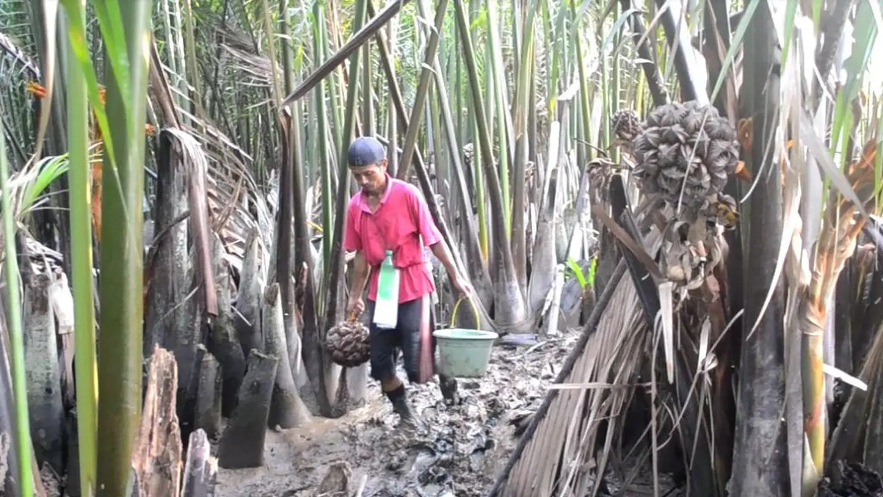 Gula Nipah Cilacap