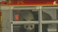 [VIDEO] Panda dari China Tiba di Belgia