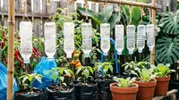 6 Cara Membuat Penyiram Tanaman Tetes dari Botol Air Mineral Bekas, Mudah dan Hemat