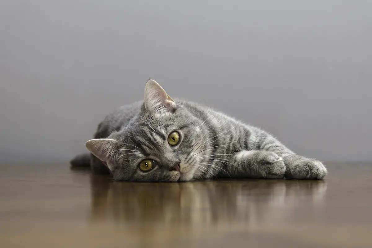 Tanda Kucing Sedang Kesakitan, Segera Bawa ke Dokter Hewan untuk Perawatan