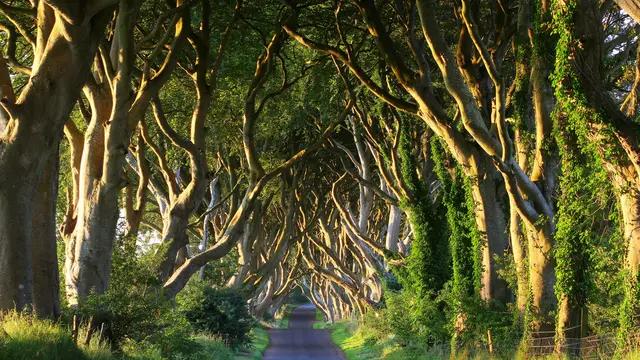 Dark Hedges