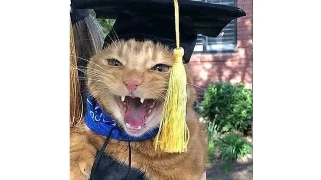 6 Foto Kucing Berdandan Ini Kocak, Bikin Geleng Kepala