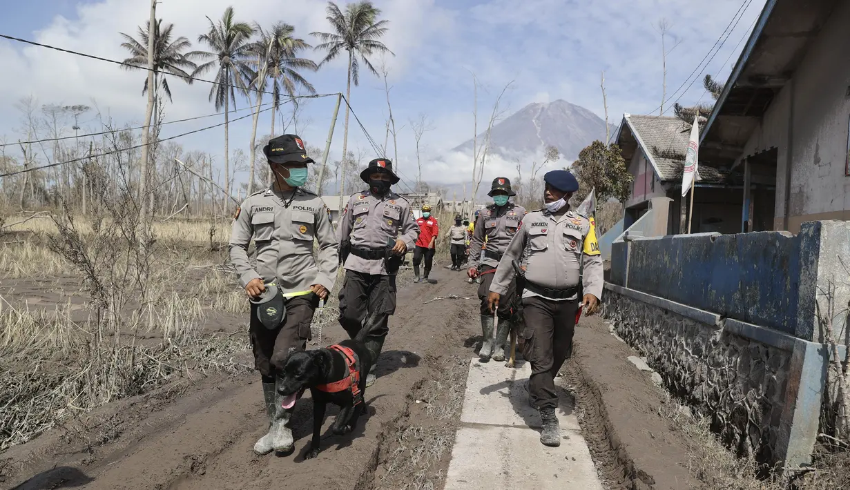 Polisi dengan anjing pelacak saat pencarian korban letusan Gunung Semeru selama pencarian korban di Lumajang, Jawa Timur, Rabu (8/12/2021). Berdasarkan laporan BNPB, jumlah korban meninggal hingga Rabu pukul 10.30 WIB hari ini berjumlah 41 orang dan 12 lainnya dalam pencarian. (AP Photo/Trisnadi)