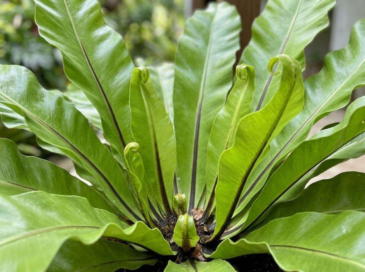 Tanaman hias paku sarang burung dengan bentuk daun yang lebar