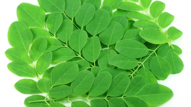 Daun kelor (iStockphoto)