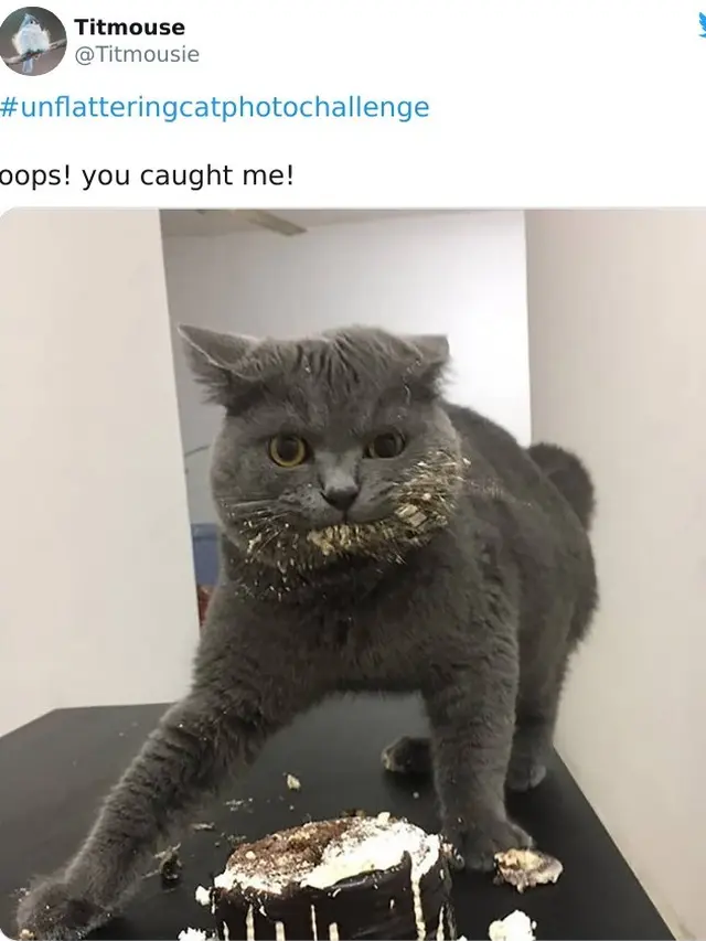 Tak Selalu Menggemaskan, Ini 8 Potret Saat Kucing Bertingkah Aneh