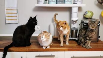 Hasil Riset: Kucing Rumahan Bisa Bedakan Nama Teman-Temannya