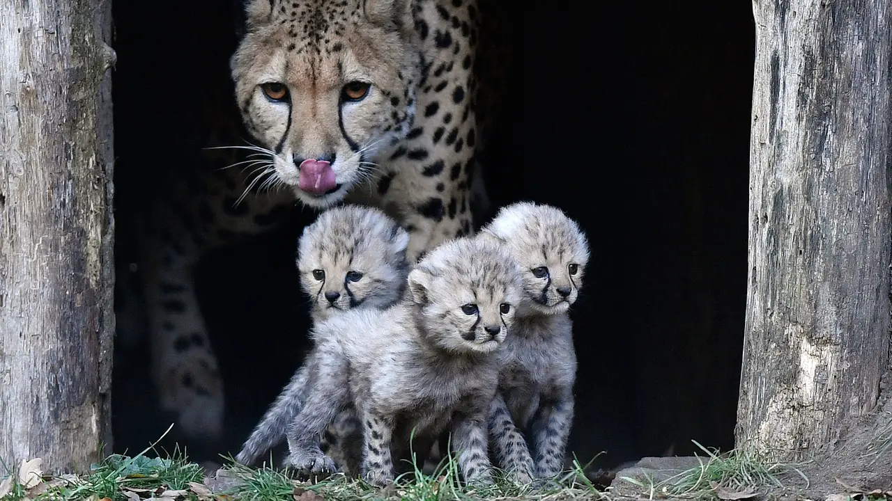 3 Bayi Cheetah Lucu Lahir di Kebun Binatang Jerman