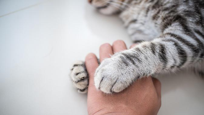 Ilustrasi kaki dan kuku kucing. (Shutterstock)
