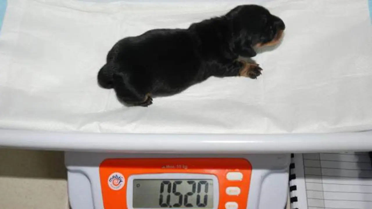Mini Winnie, Anjing Kloning Pertama Seharga Rp 1 Miliar