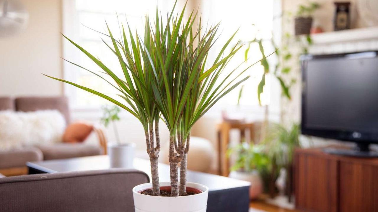 Dragon Tree