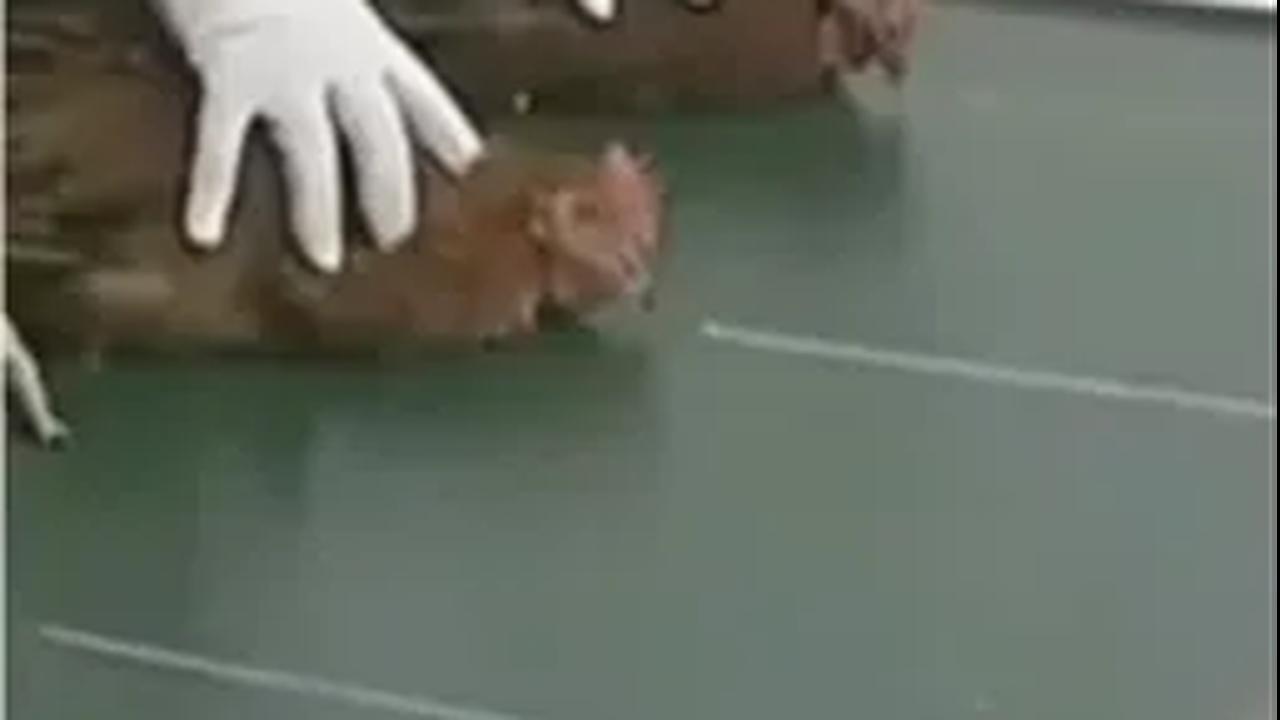 Sebuah video di media sosial (medsos) telah memantik banyak orang untuk melihatnya. Video ini terkait cara menghipnotis ayam. Video unik itu diunggah oleh akun weactual pada Instagramnya.